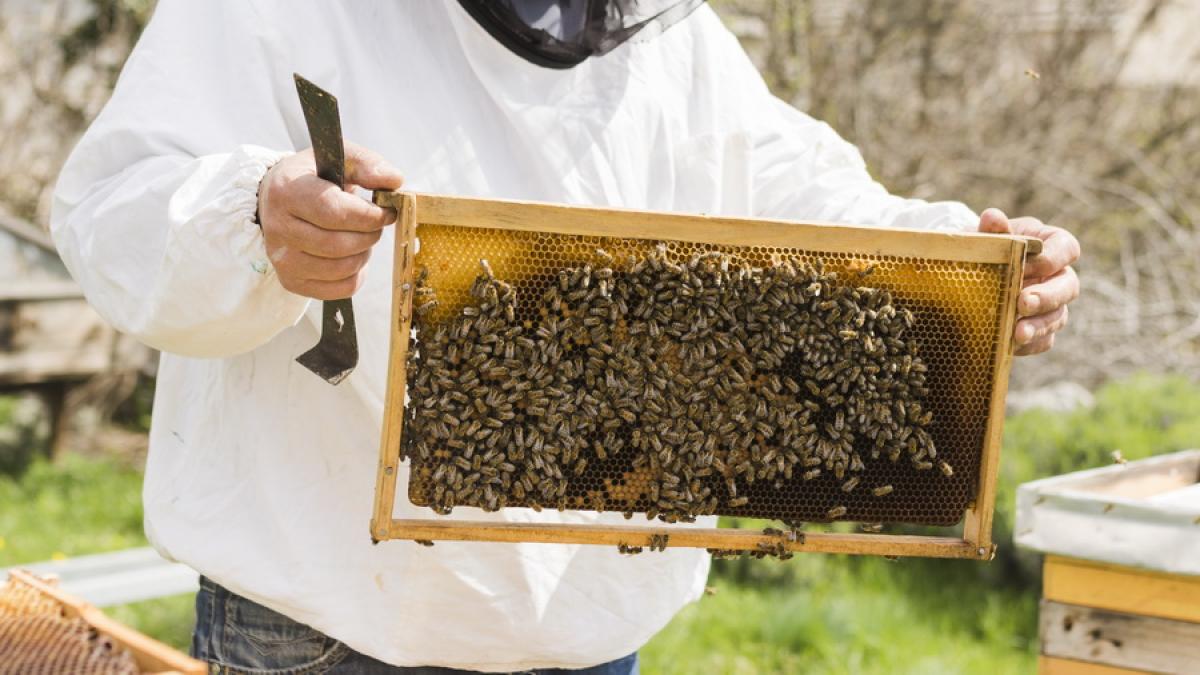 apicultor_10691300