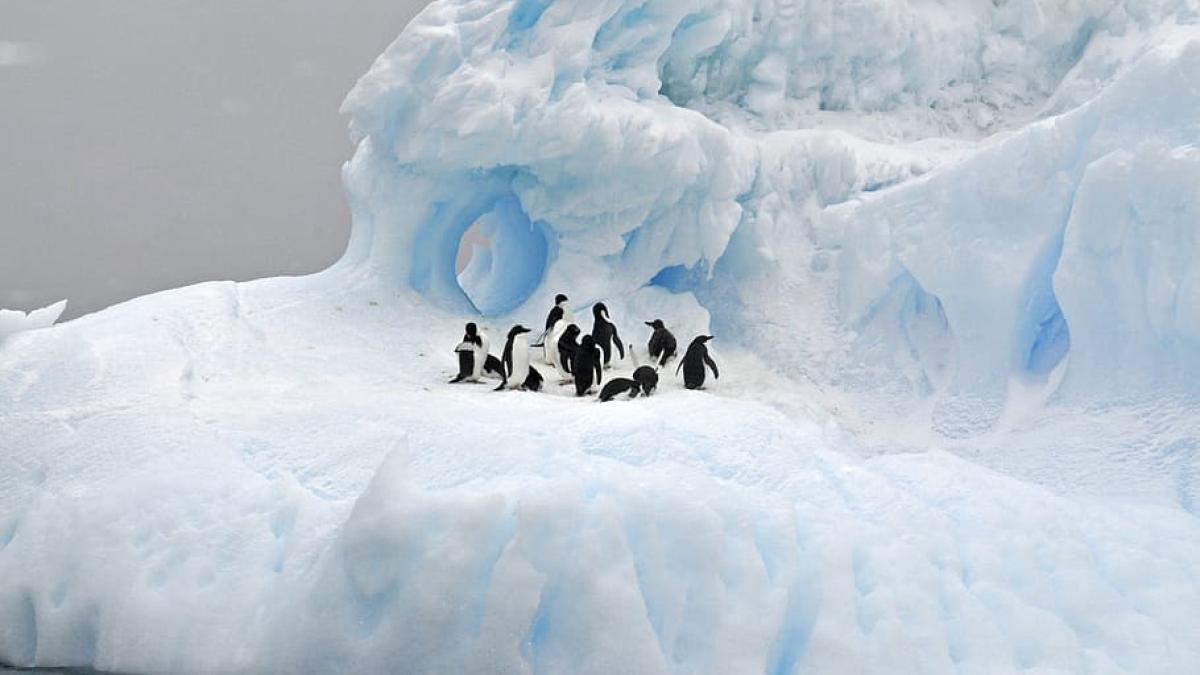 antarctica_50270100