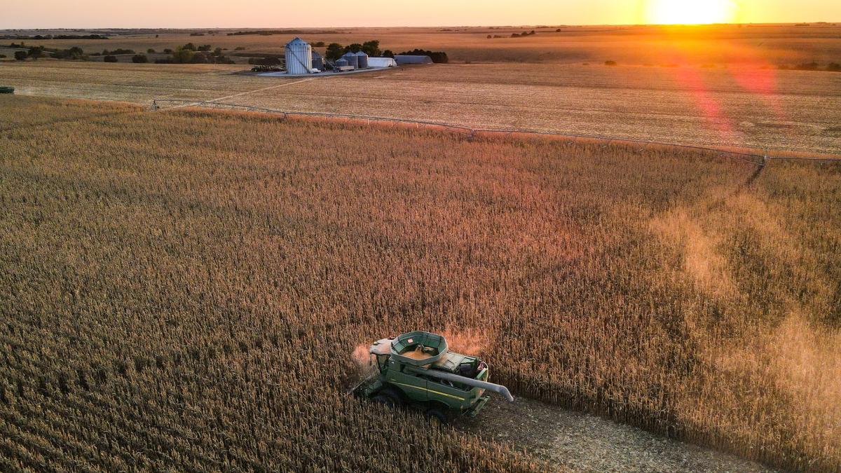 lan-de-porumb_07970000