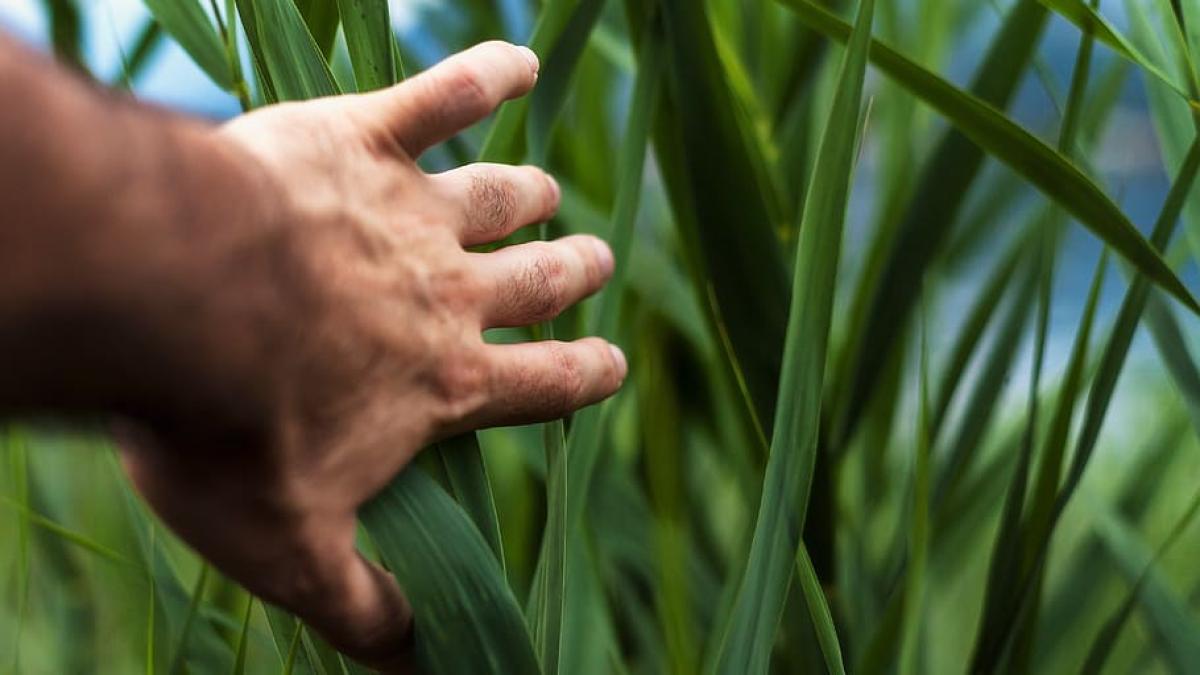 agricultura4_04454400