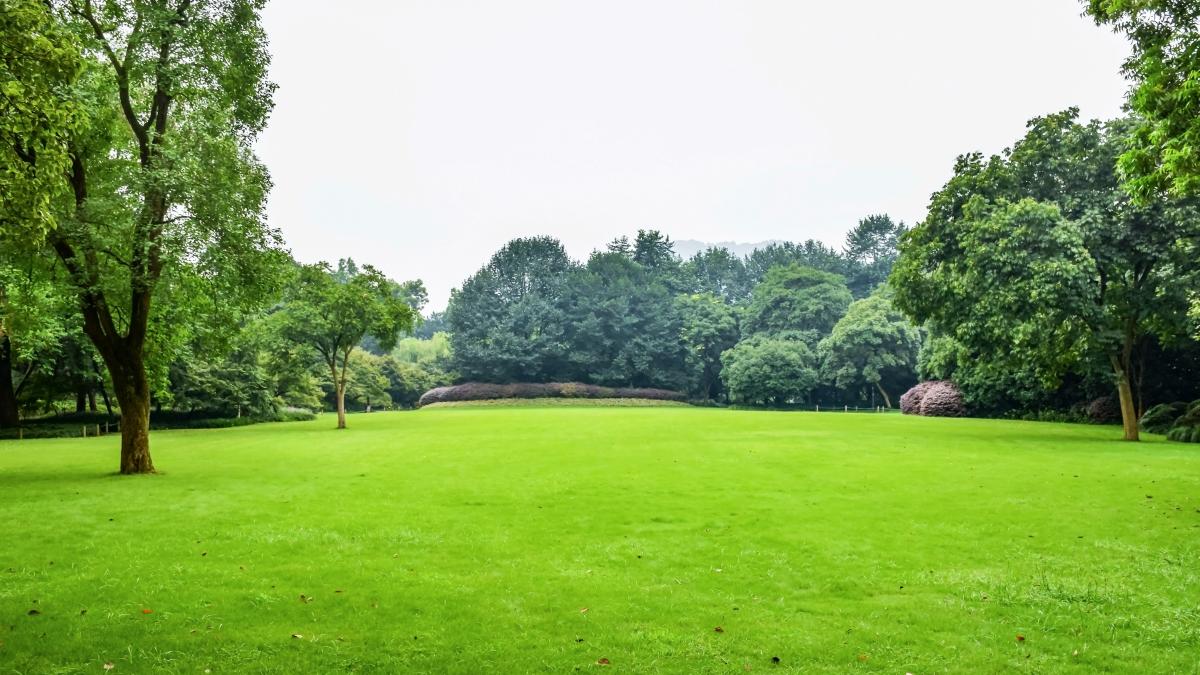 green-meadow-with-leafy-trees_51065000