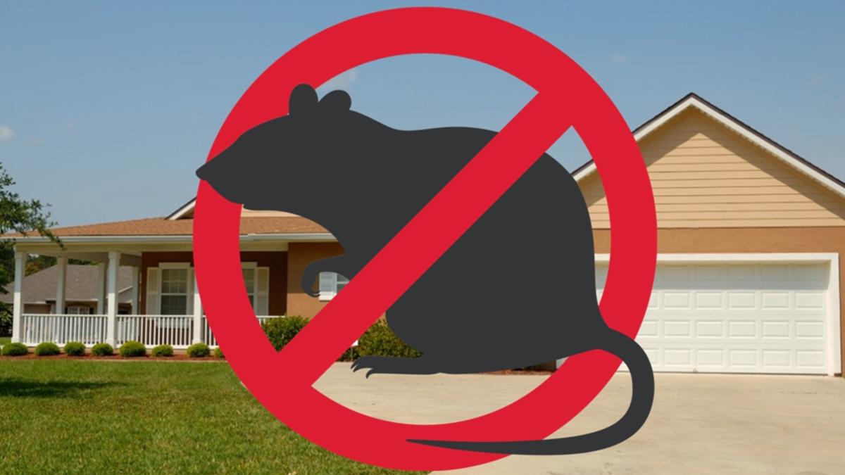 dcbusiness-ro-3d-deratizarecompleta-ro_91856600