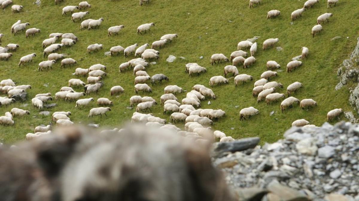 stana-oi-caine_04849400