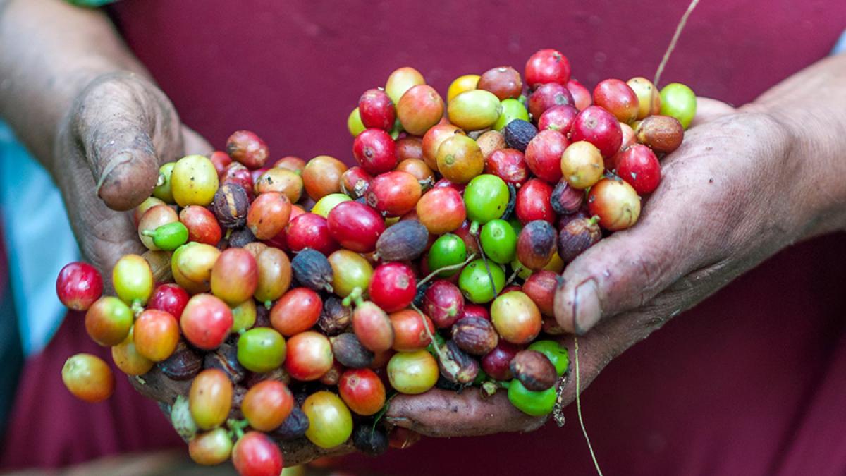 fremier-cafea_18158100