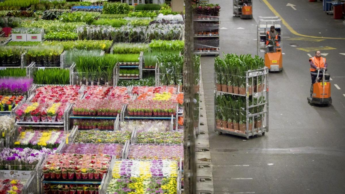 royal-floraholland-stapelwagens-met-planten-20170117-28_34859100