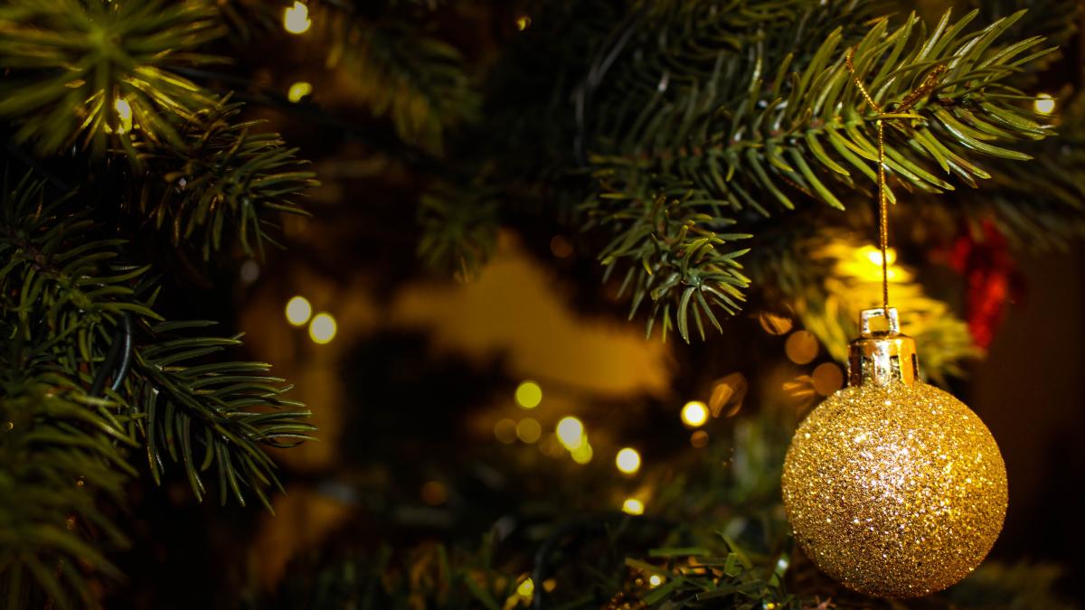 pexels-valeria-vinnik-246351_15315600