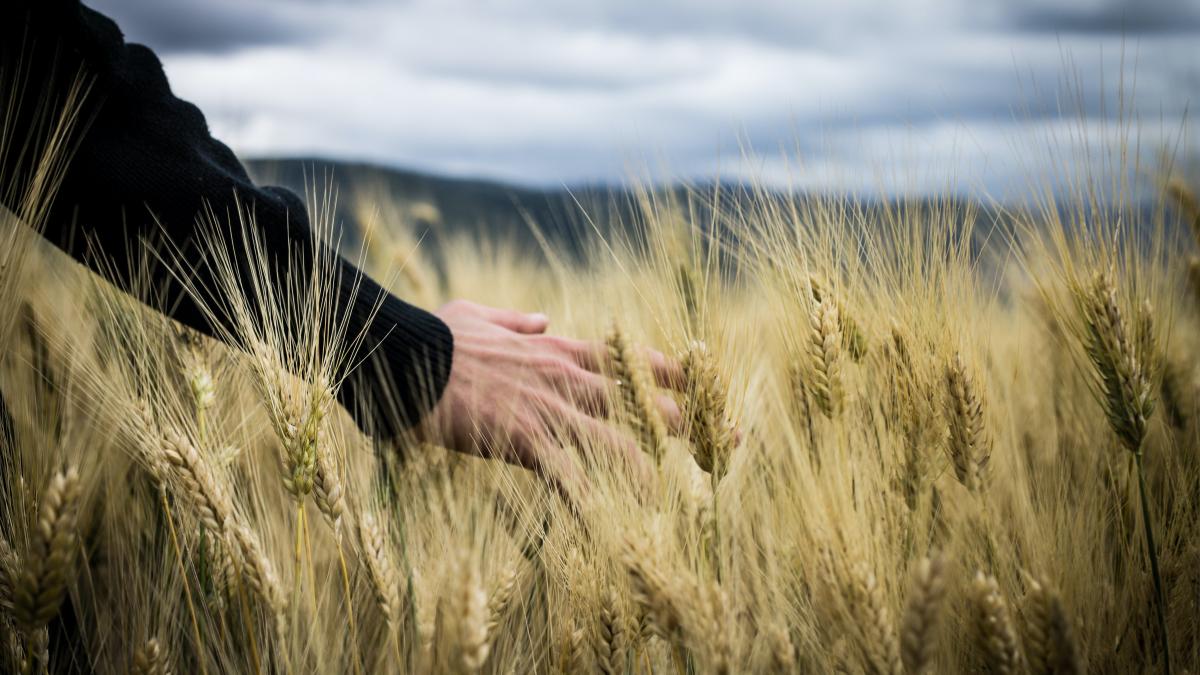 pexels-giuseppe-russo-2228306_16270100