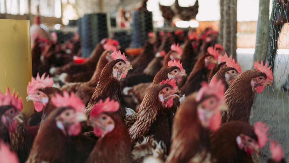 gripa-aviara_55596200