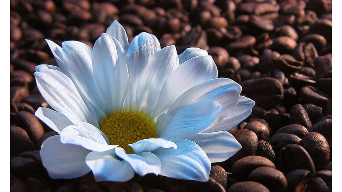 desktop-wallpaper-daisy-white-morning-coffee-fresh_92882800