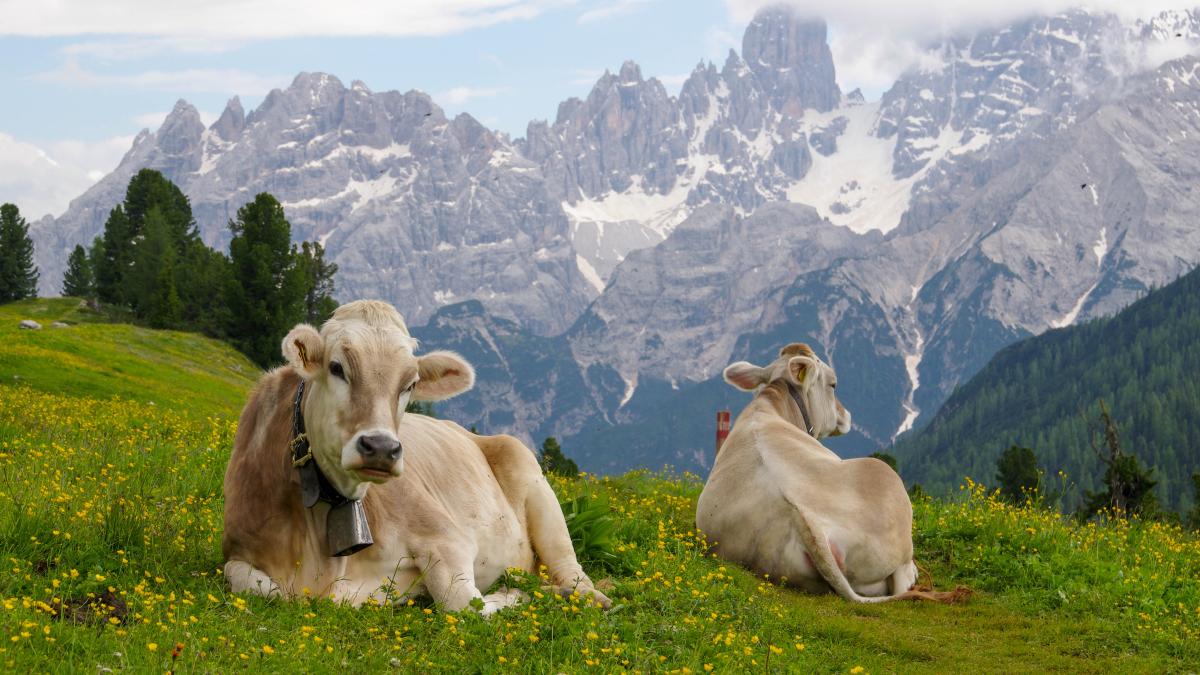cows-meadows-alpine-mountains_80108500