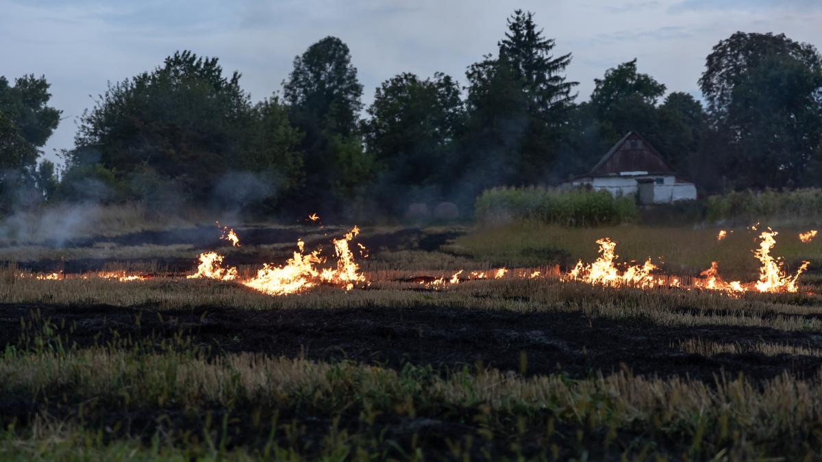 hot-summer-day-dry-grass-is-burning-field-burning-field-with-dry-grass_37182100
