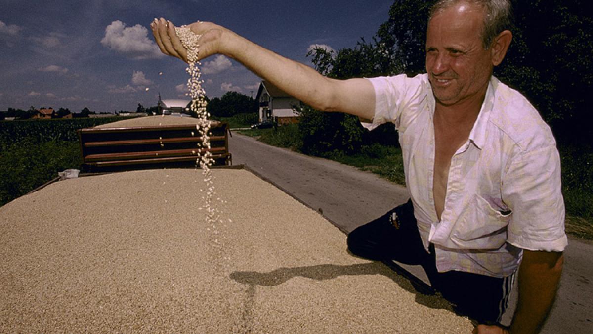 fermier-cereale_38044600