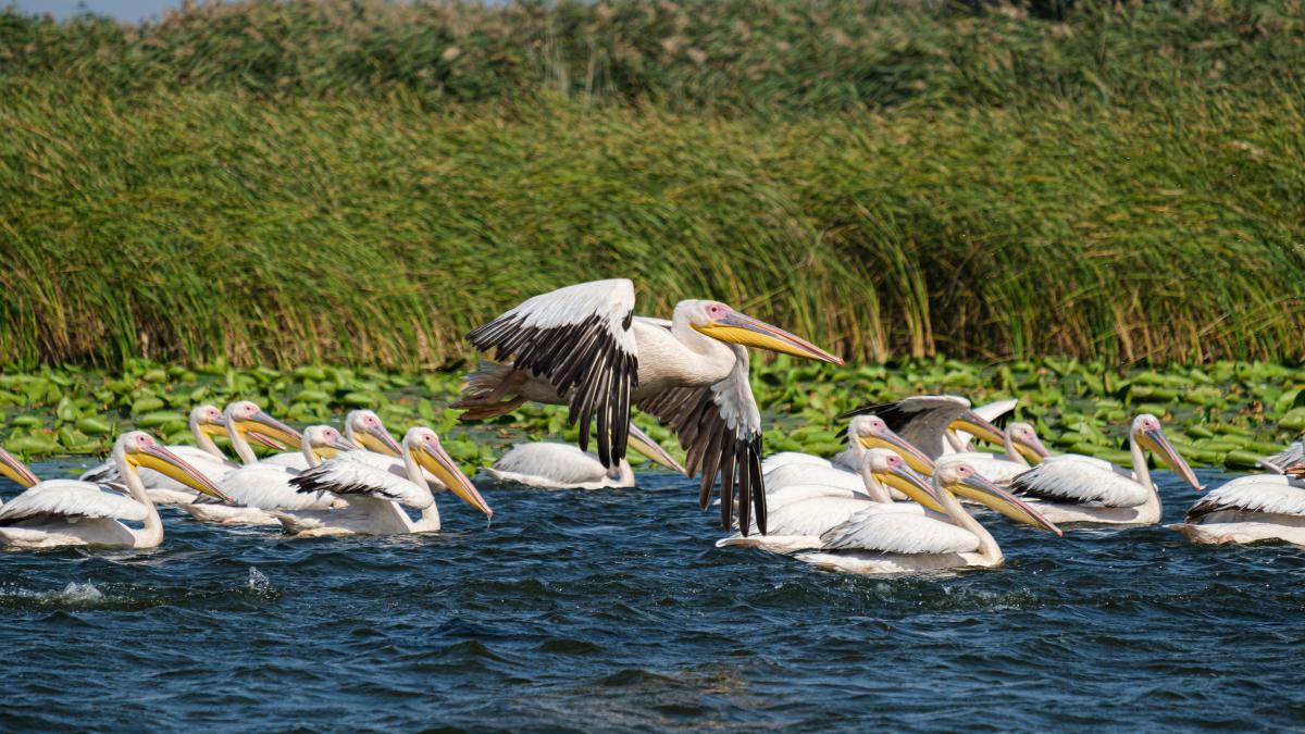 delta-dunarii_72619200