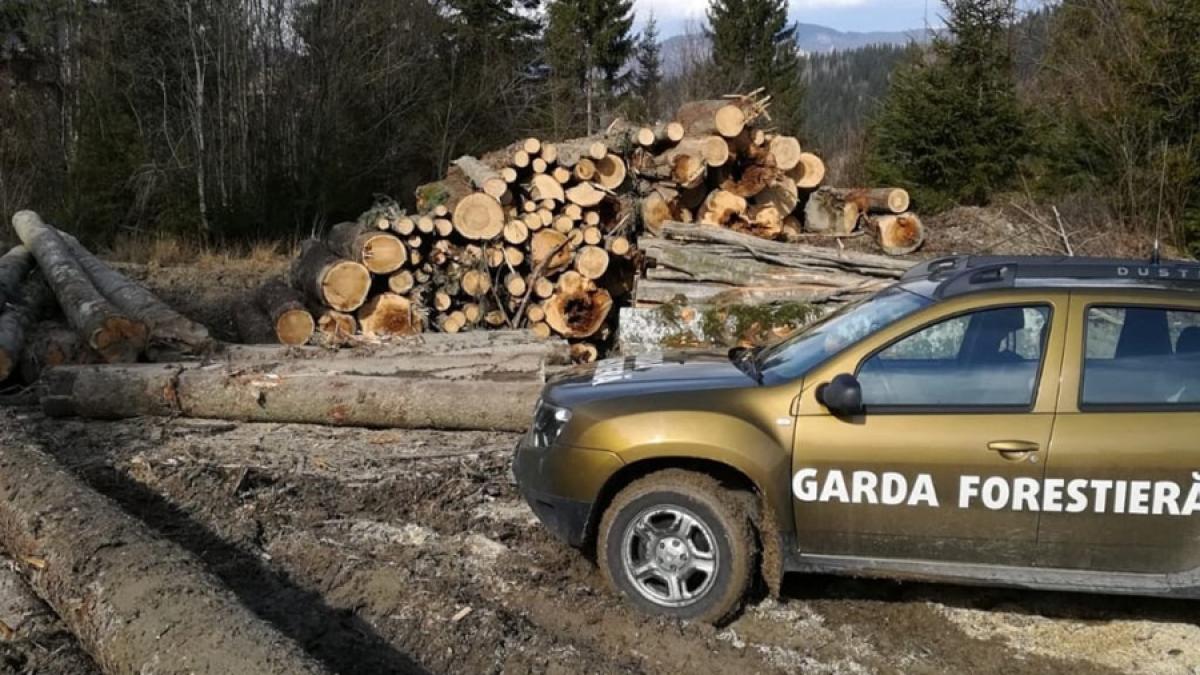 garda-forestiera_88803400