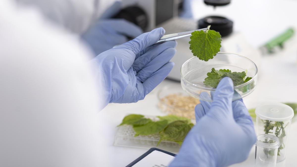 close-up-scientist-holding-petri-dish_76851900