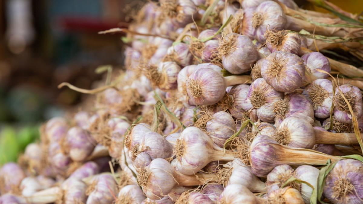 usturoi_1_2_99997000