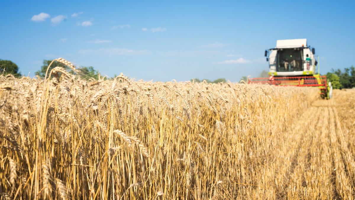 combine-harvester-working-wheat-field_61747500
