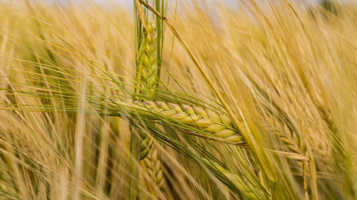 pexels-felix-mittermeier-958076_42598500