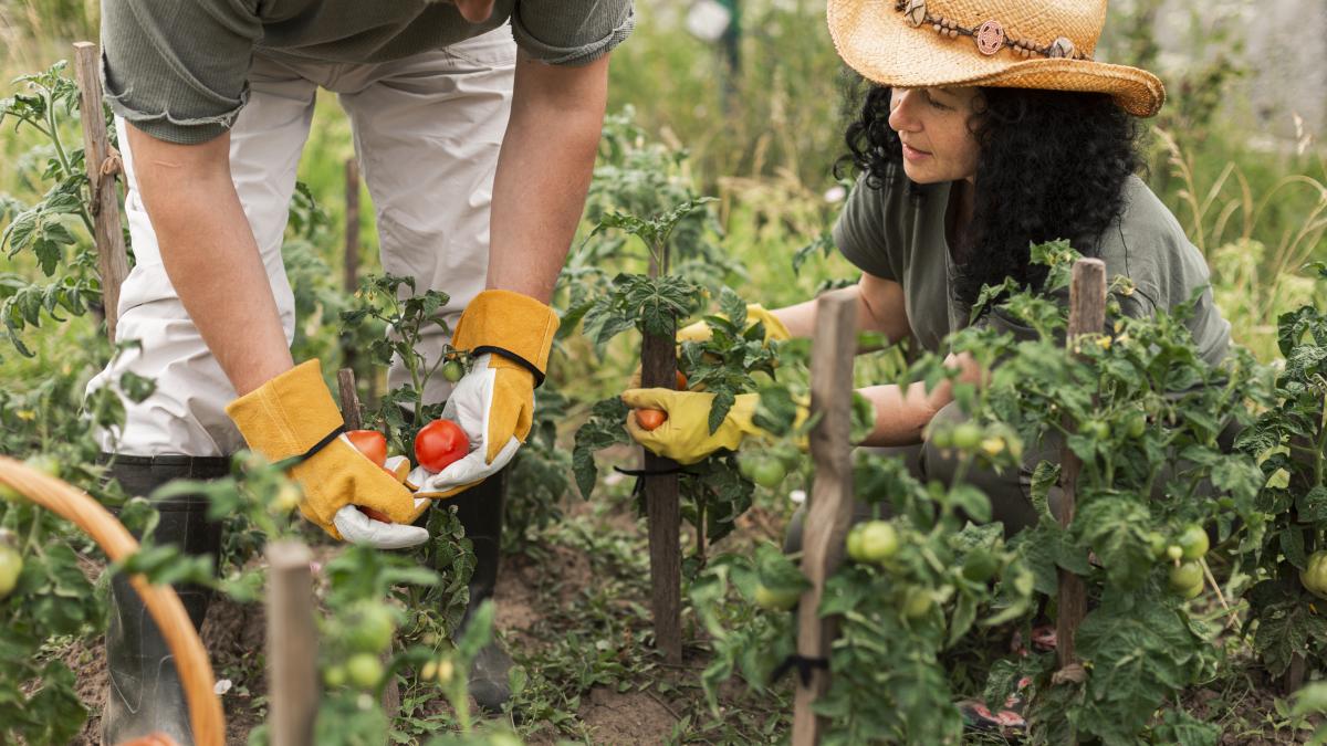 senior-couple-harvesting-tomatoes_34407600