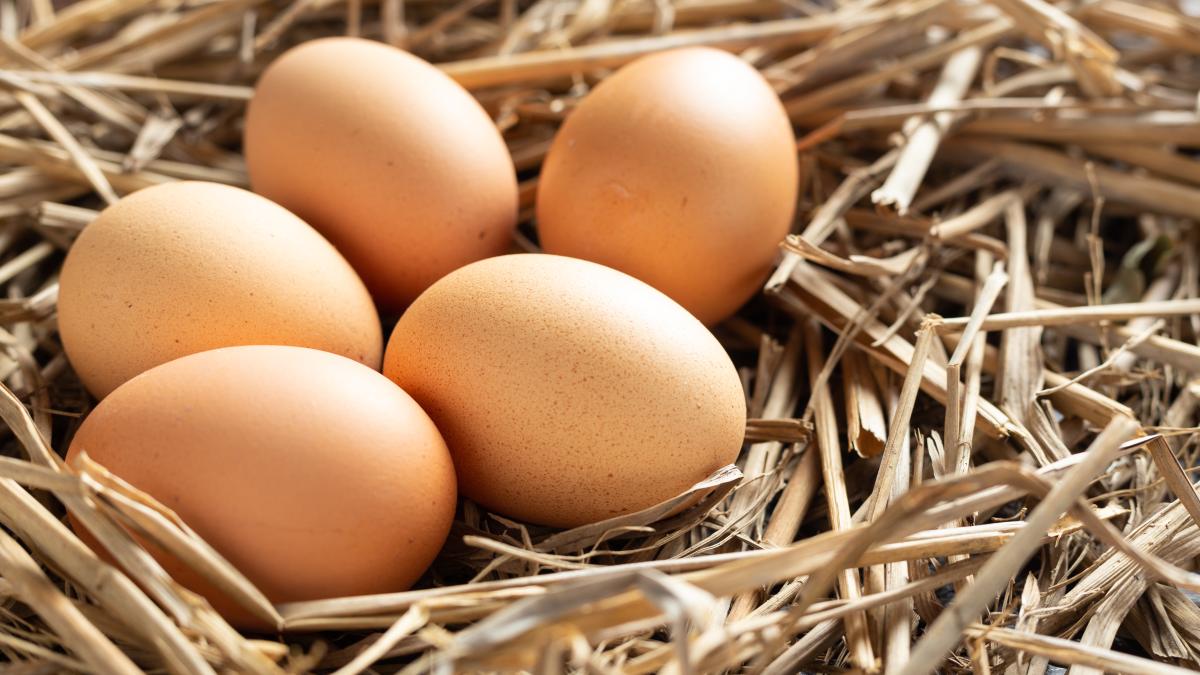 fresh-egg-from-chicken_56173600