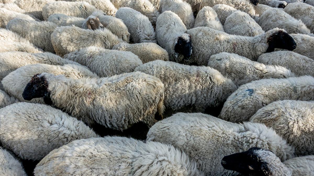 turma-de-oi_03082700