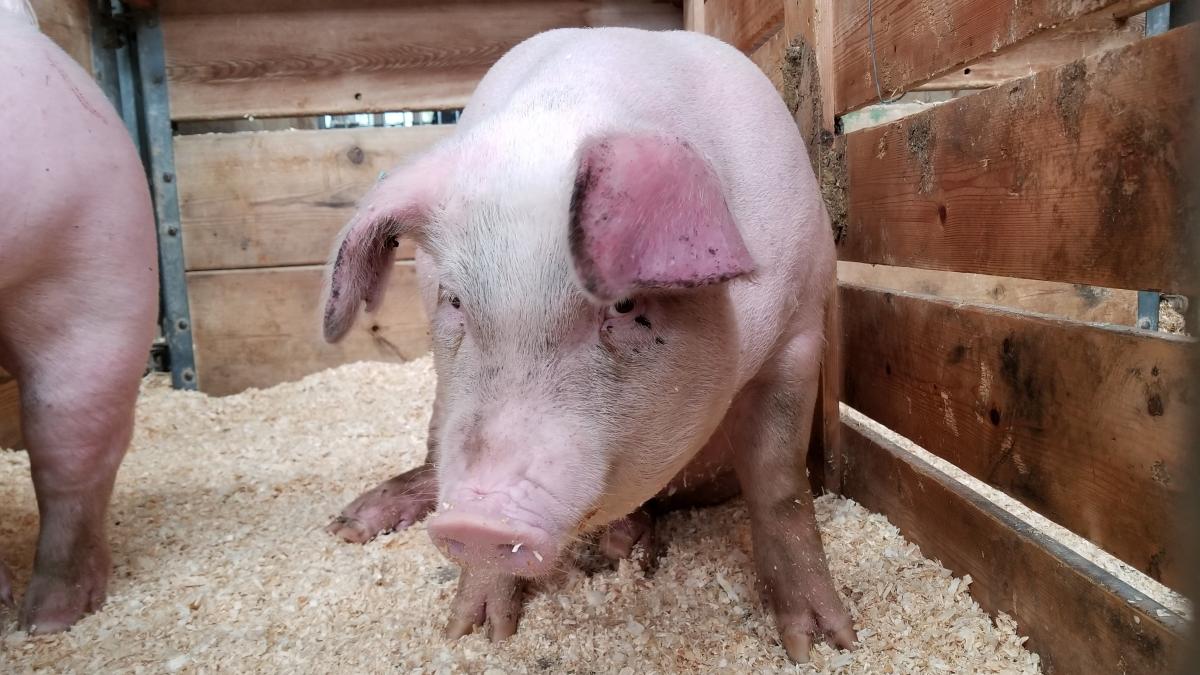 laura-anderson-irikhanzcjy-unsplash_05849400