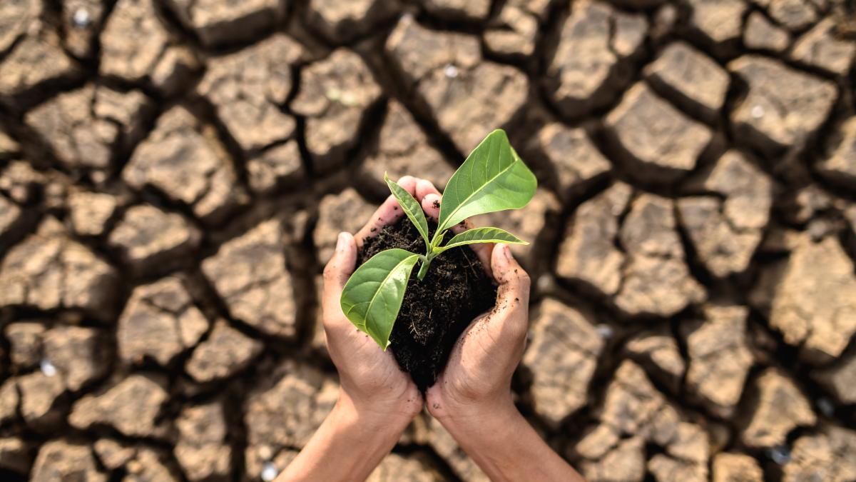 boy-are-stand-holding-seedlings-are-dry-land-warming-world_02191900