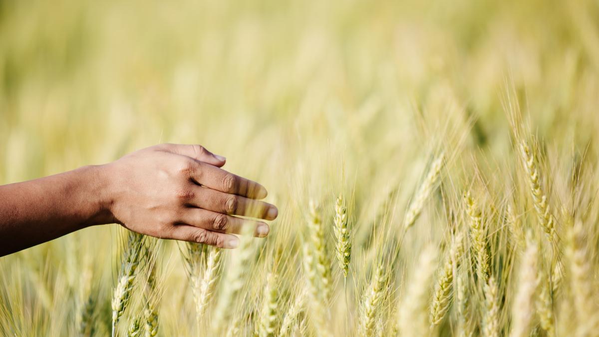 farmer-barley-field-enjoying-great-harvest_49226500