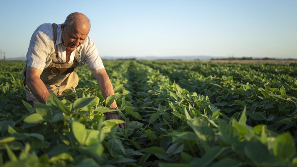 senior-hardworking-farmer-agronomist-soybean-field-checking-crops-before-harvest_67435200