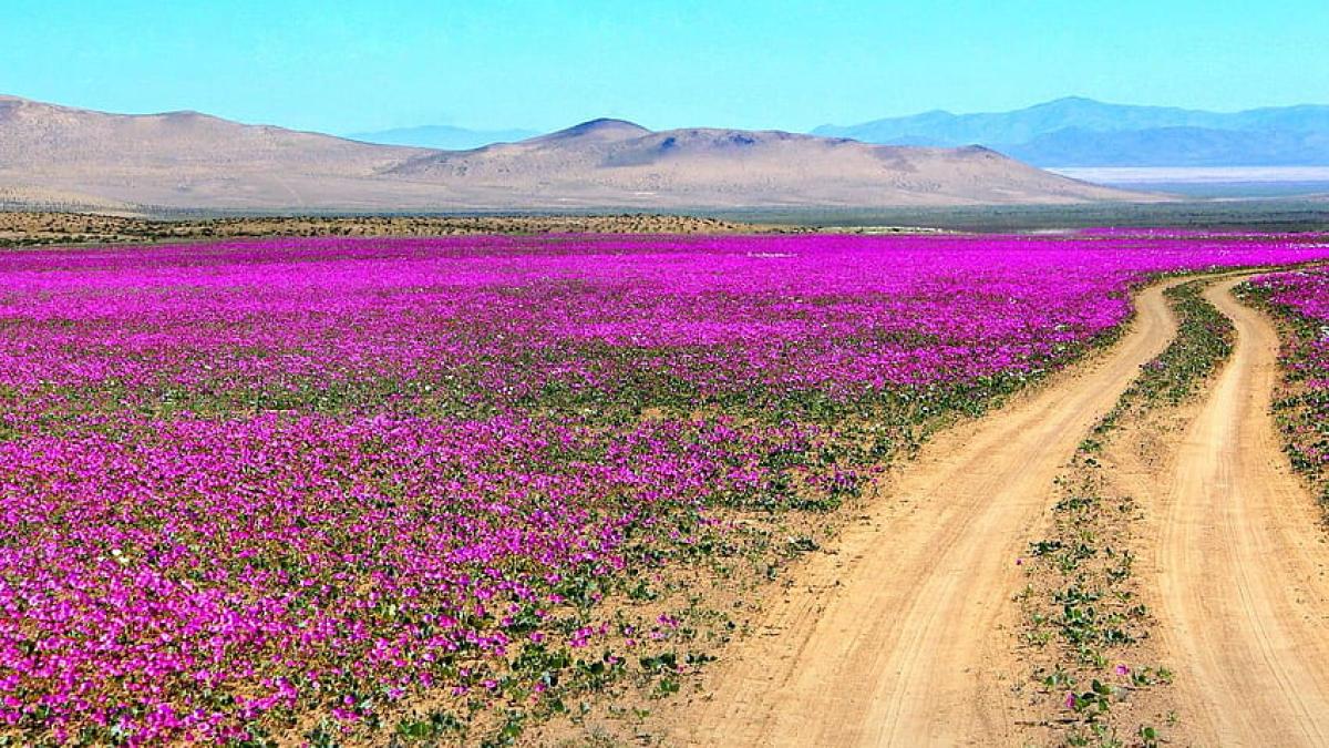 Groaznica transformare a deșertului Atacama VIDEO