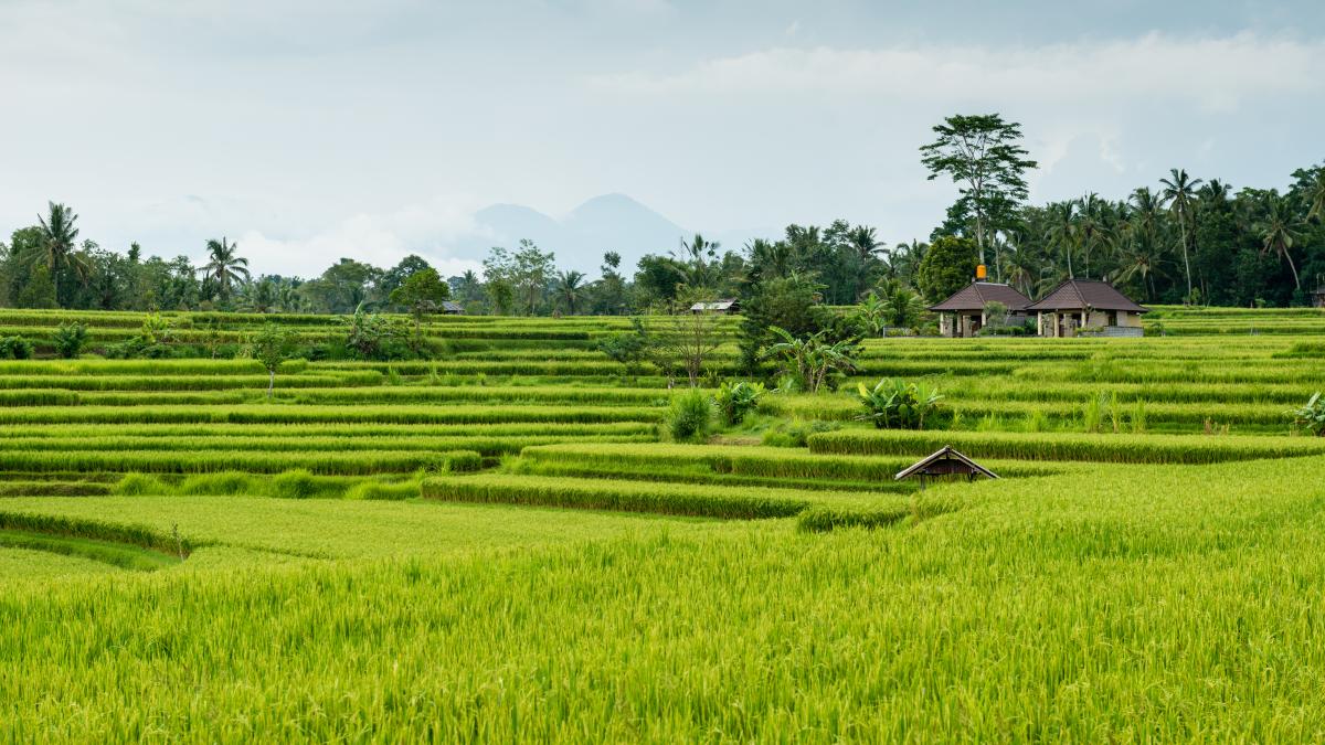 rice-fields-bali_76802100