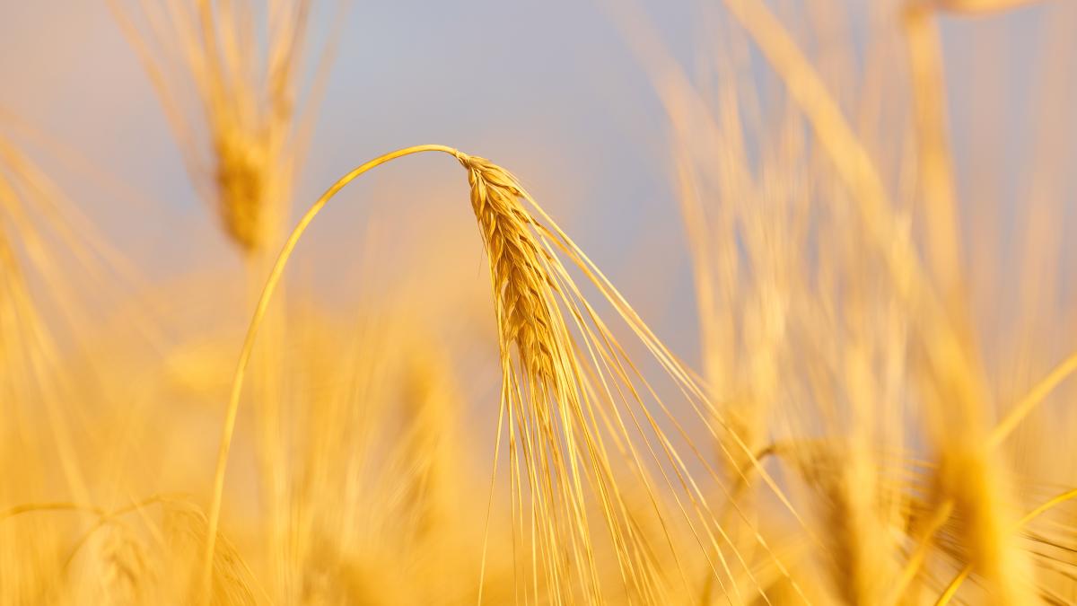image-wheat-field-with-blue-sky-summer-day_25662700