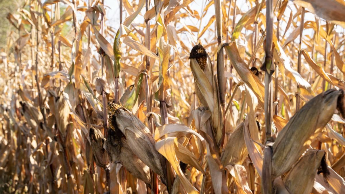 lan-de-porumb_71531800