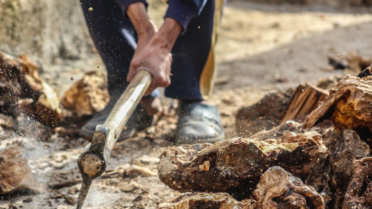 pexels-samer-daboul-703157-1_41349300