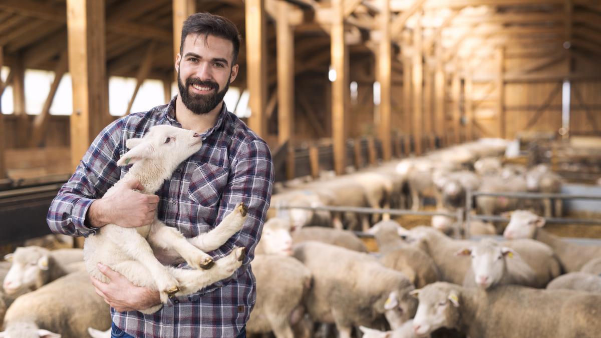 portrait-successful-farm-worker-rancher-standing-sheep-stable-farmhouse-holding-lamb-domestic-animal_41034400