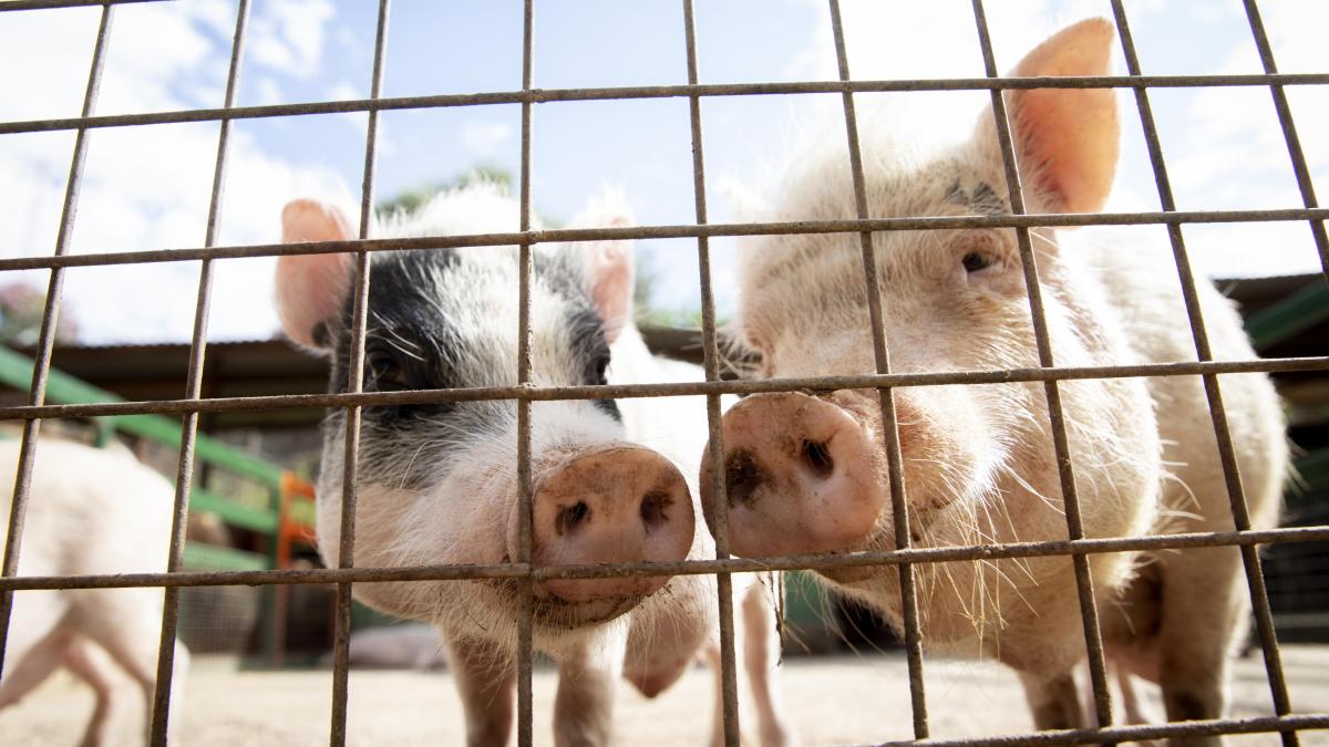 adorable-baby-pigs-farm_13098100