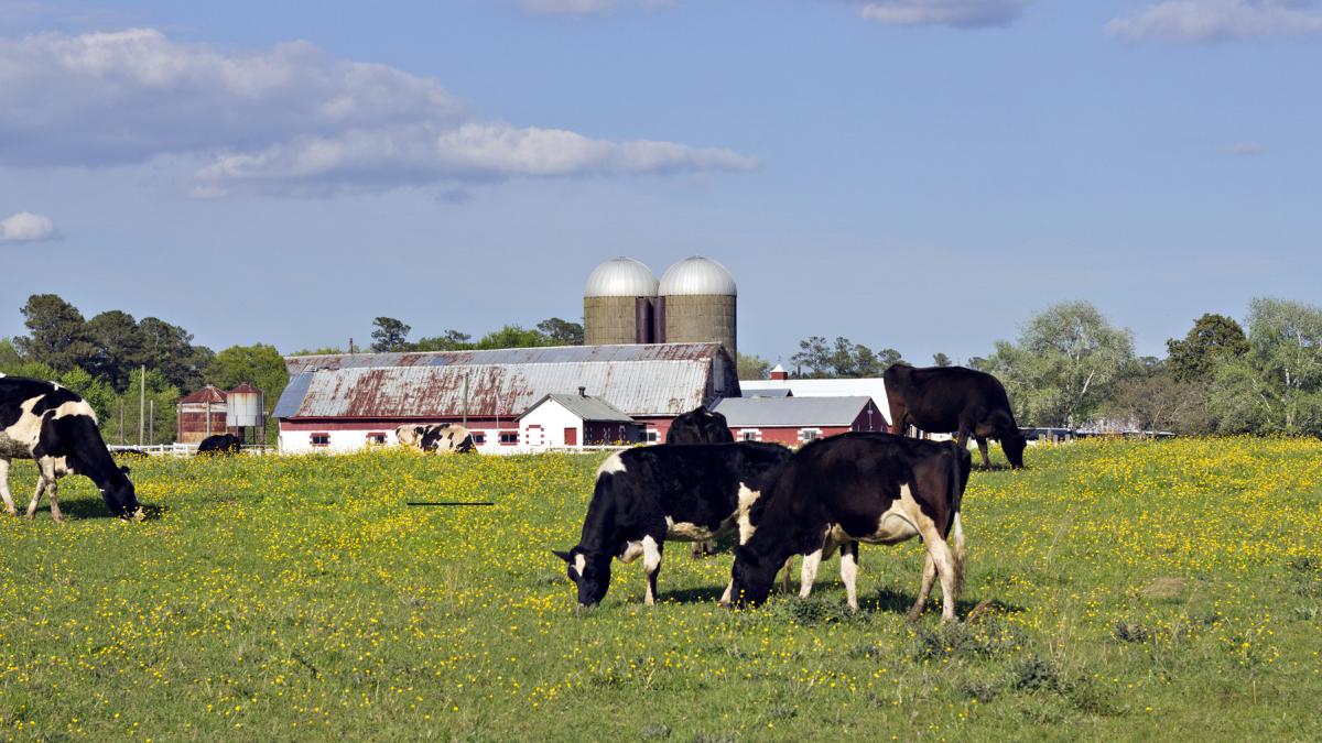 Ce program de finanțare pregătește Ministerul Agriculturii pentru procesarea produselor agroalimentare din România