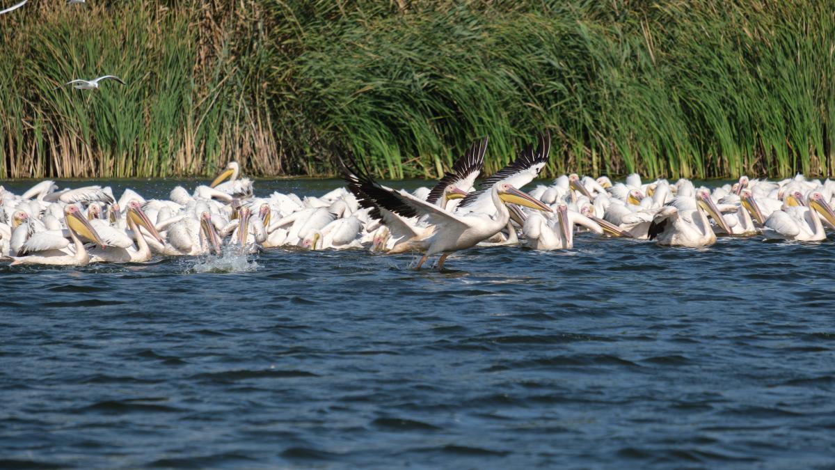 Calitățile nebănuite ale stufului din Delta Dunării. Iulius Octavian Popa: Beneficii pentru antreprenori și pentru mediul înconjurător