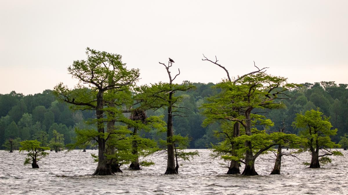 joshua-j-cotten-eajzqcn1cu8-unsplash_14204100