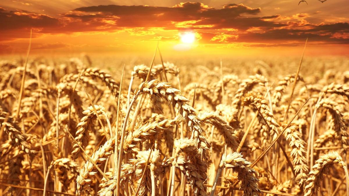 pexels-pixabay-39015-1_24434000