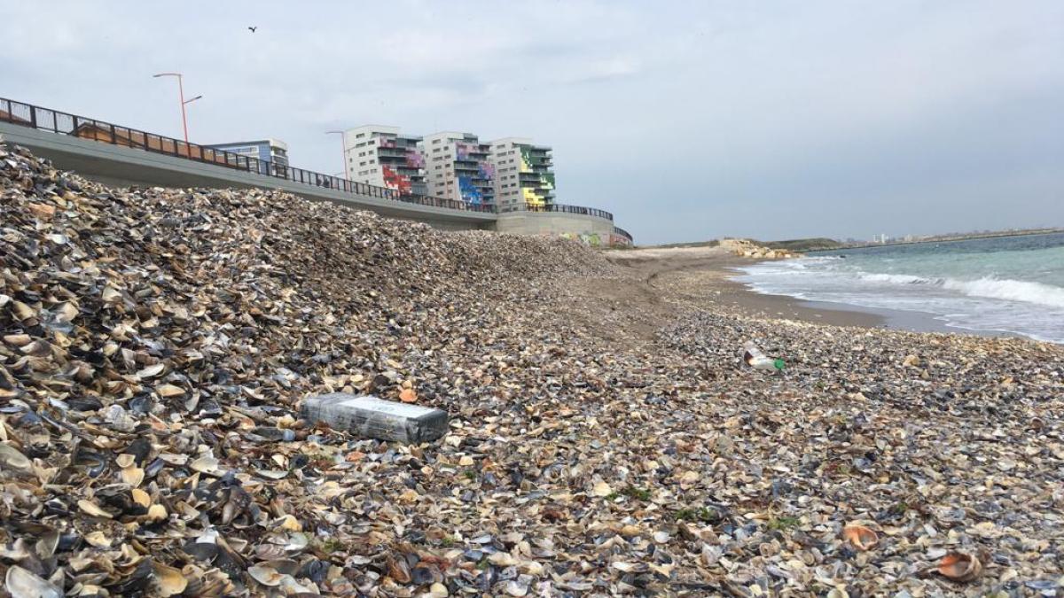 cocaina-plaja-constanta_84050200