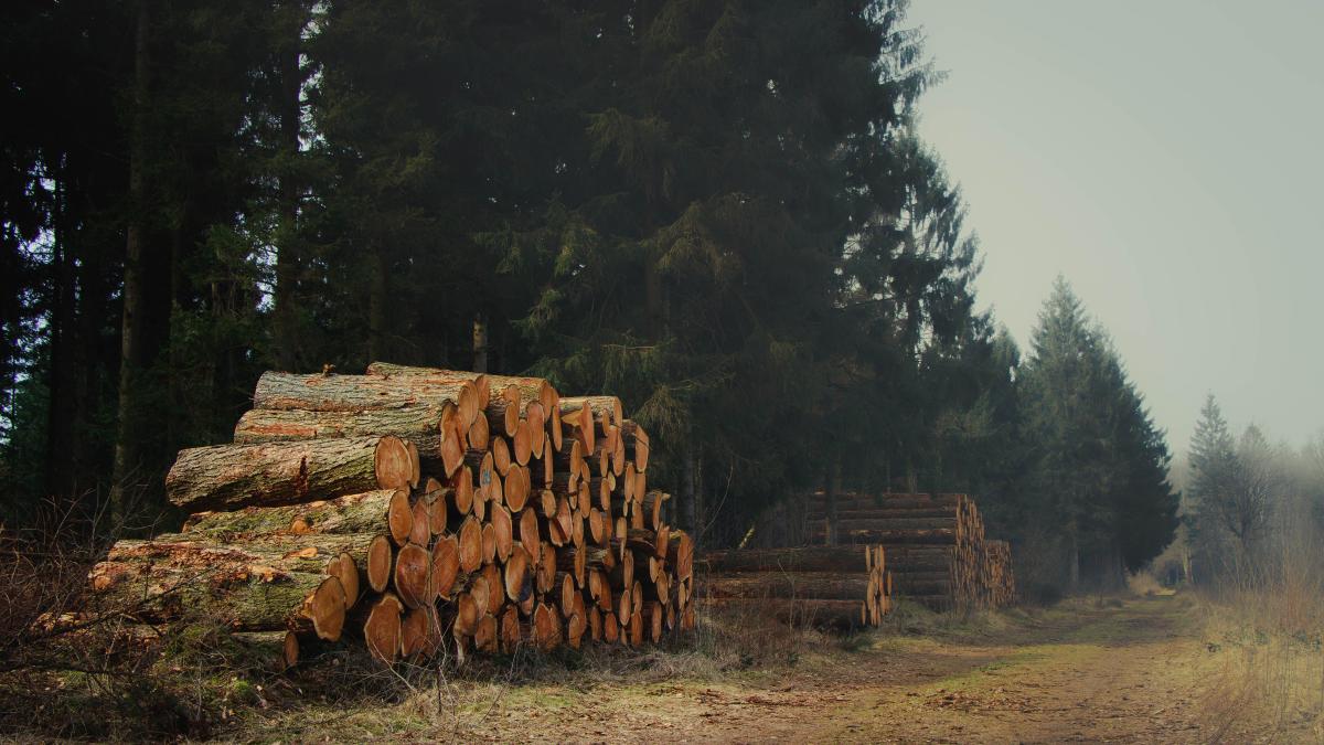 pexels-matthias-groeneveld-3171942_30331800