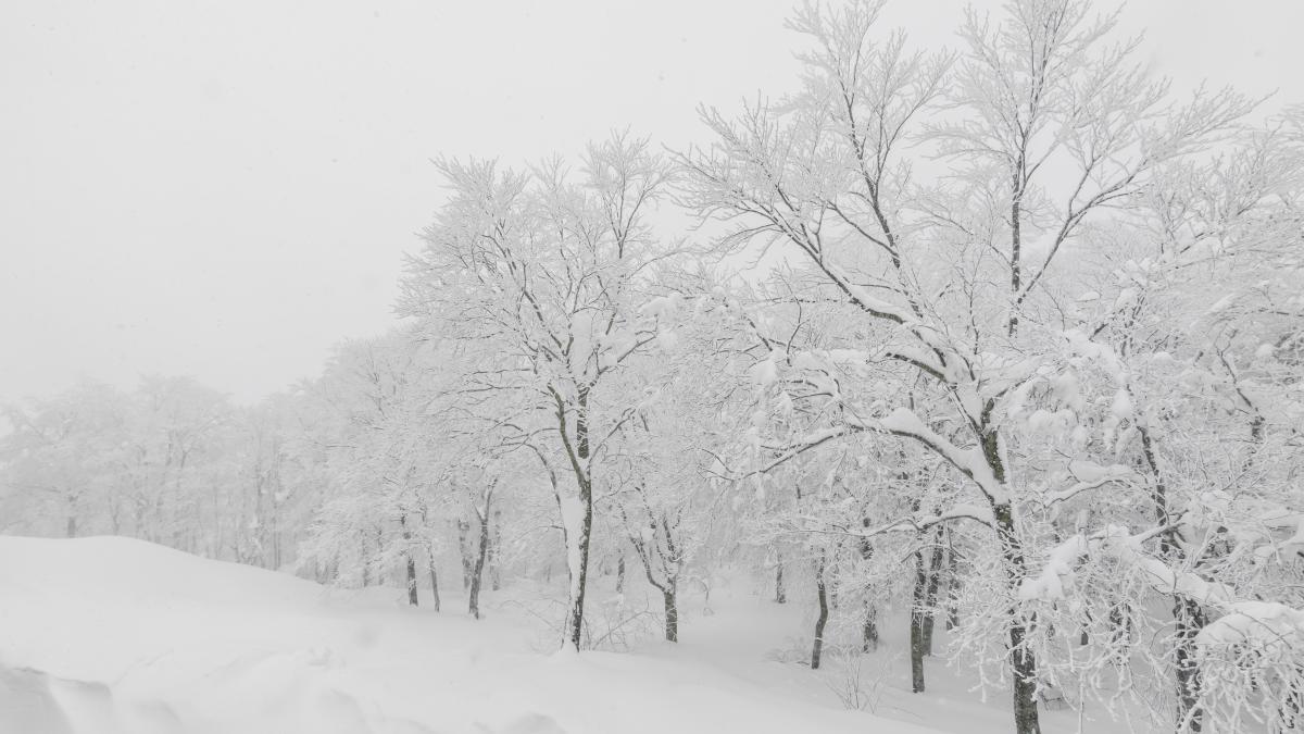 tree-covered-with-snow-winter-storm-day-forest-mountains_84964100