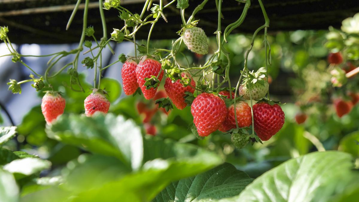 close-up-strawberries-hanging-greenhouse-1_32549300