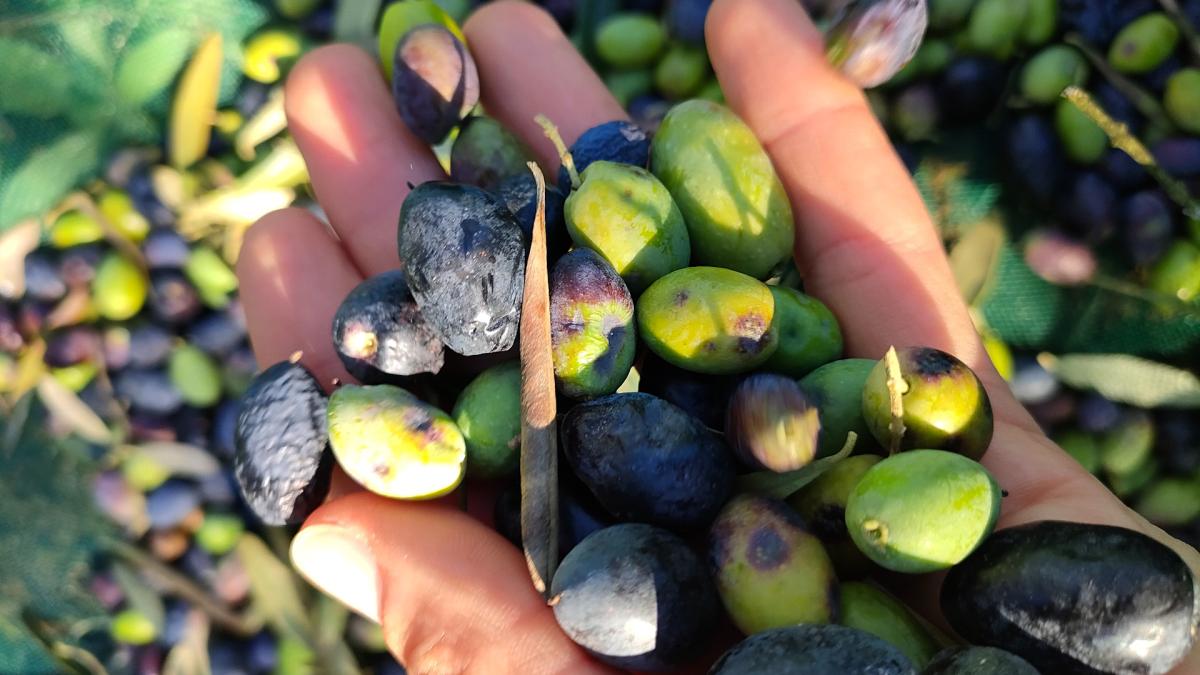 sophie-laurent-takpcoebyie-unsplash_96496900