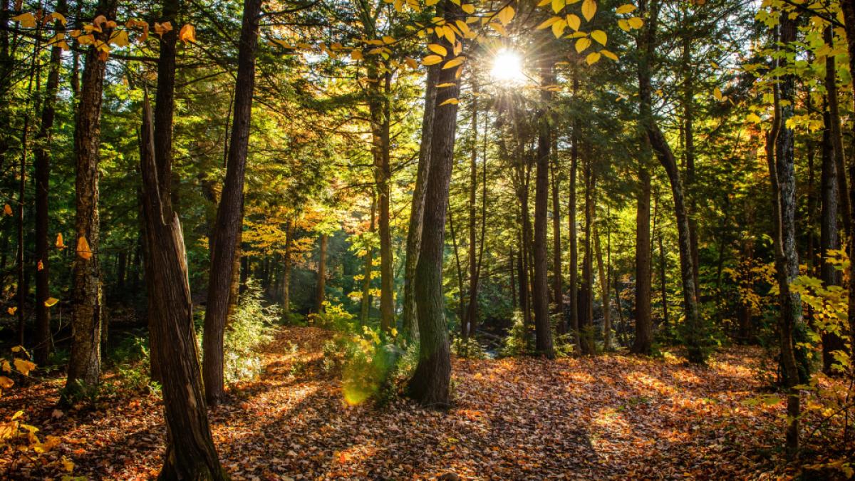 beautiful-shot-forest-with-green-trees-yellow-leaves-ground-sunny-day_07155400