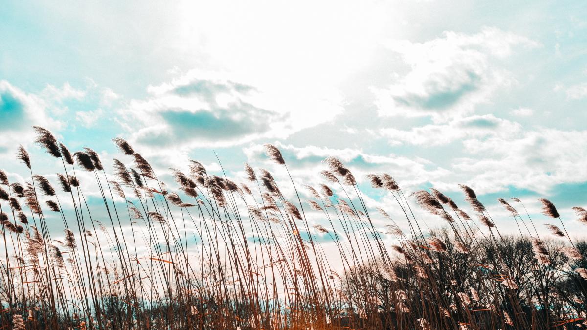 wide-shot-phragmites-wind-with-cloudy-sky-1_96615400