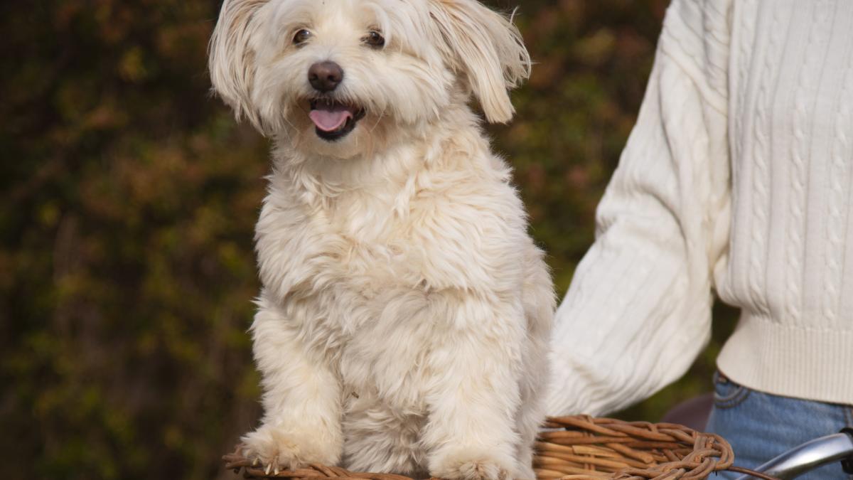 front-view-woman-with-cute-dog_11806600