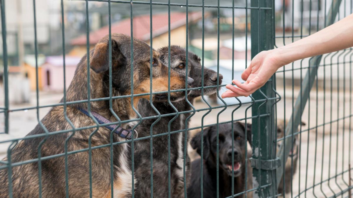 person-reaching-dogs-through-fence-shelter_63587200