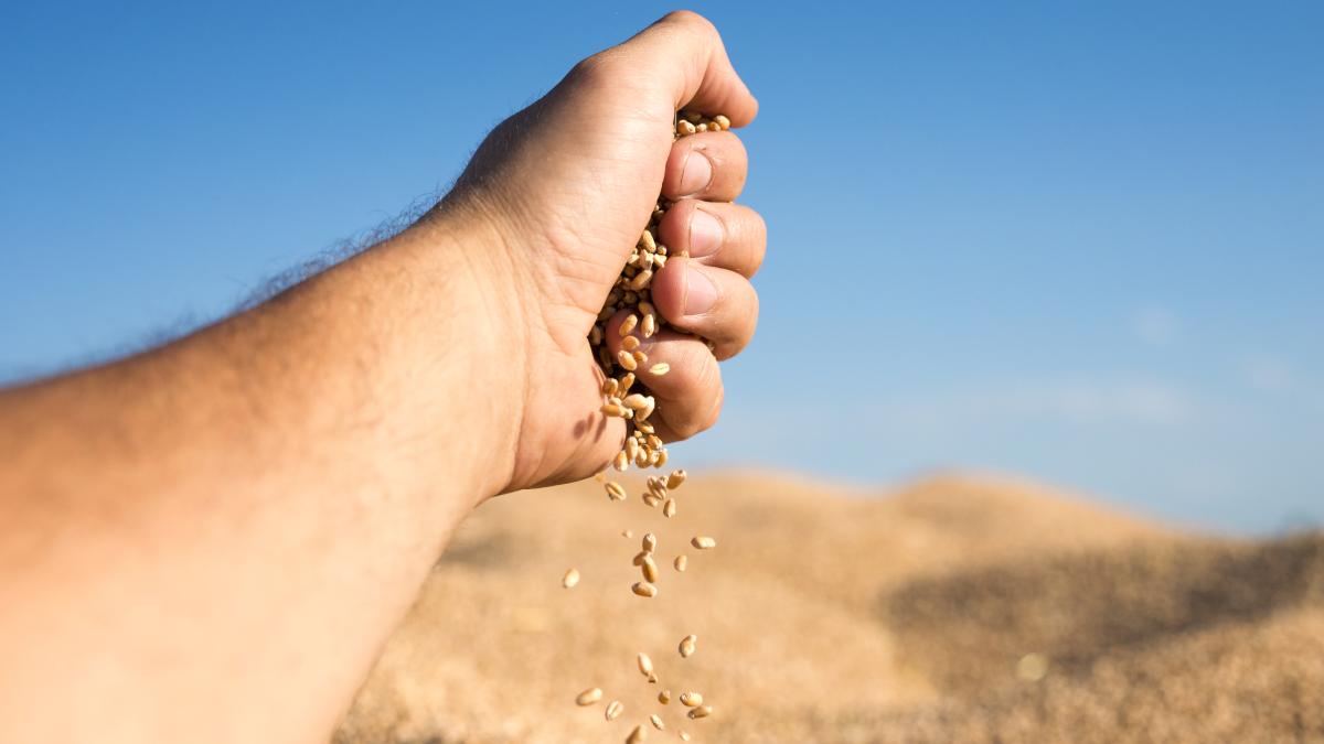 wheat-seeds-pouring-out-hand-representing-good-yields-successful-harvest_46419300